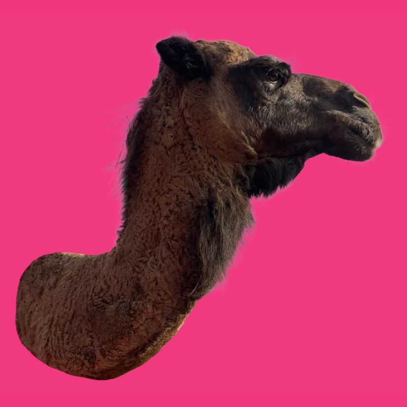 Kamel