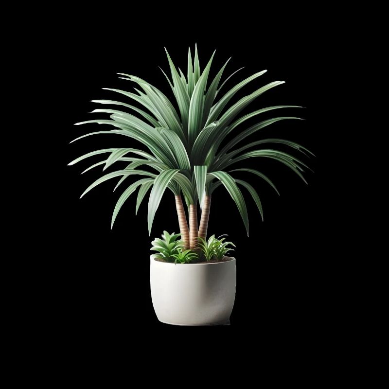 Dracaena plant in pot