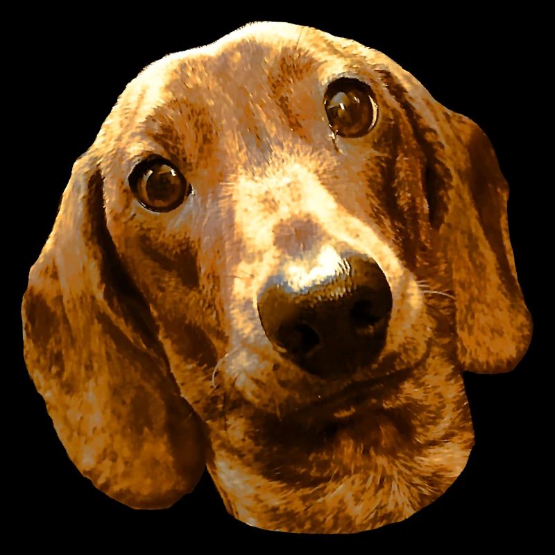TECKEL