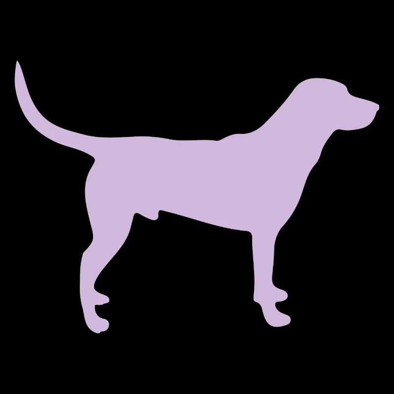 Chien Labrador – baie claire – sua