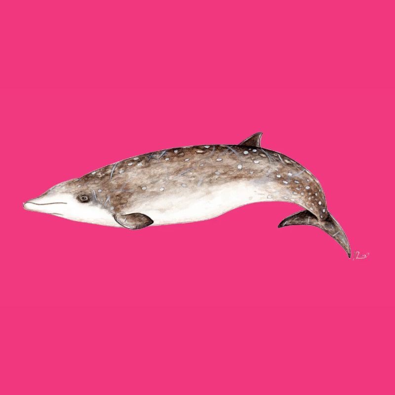 La baleine à bec - Les baleines à bec - à bec Baleine