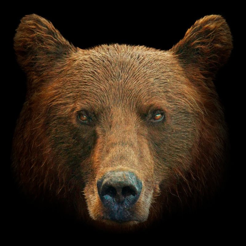 Braunbär Kopf Bär Motiv für Braunbären Team oder