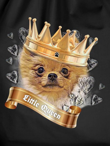 Pomeranian Puppy - little queen