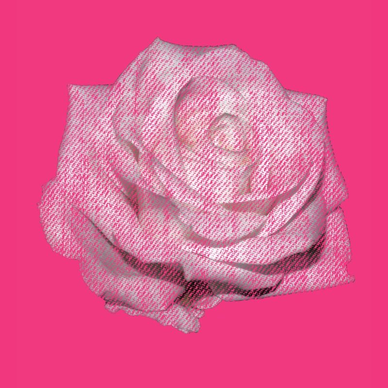 FLEUR Rose Blanche
