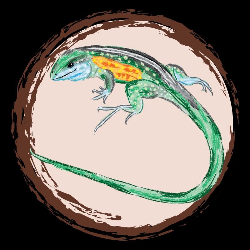 Tüpfelrennechse / Rainbow Whiptail II