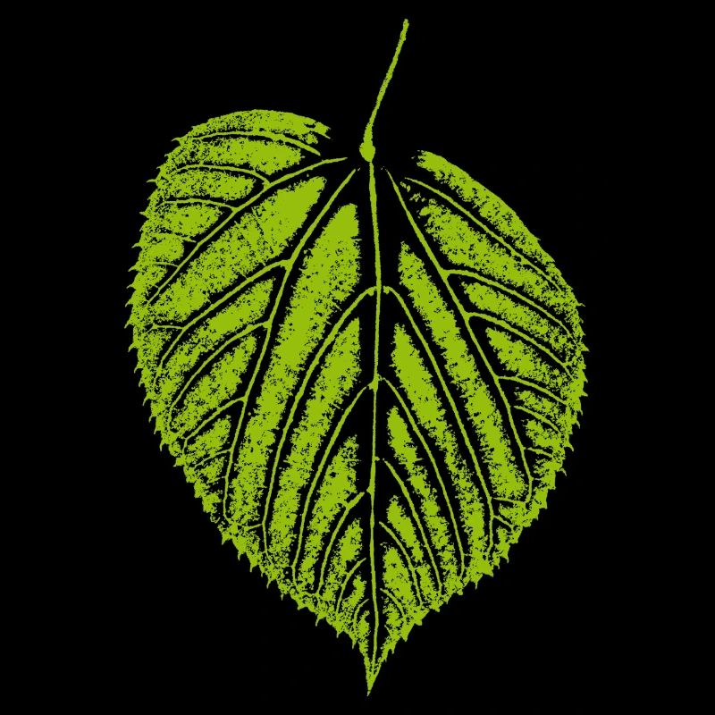 Linden leaf / leaf LINDE - Nature & Forest