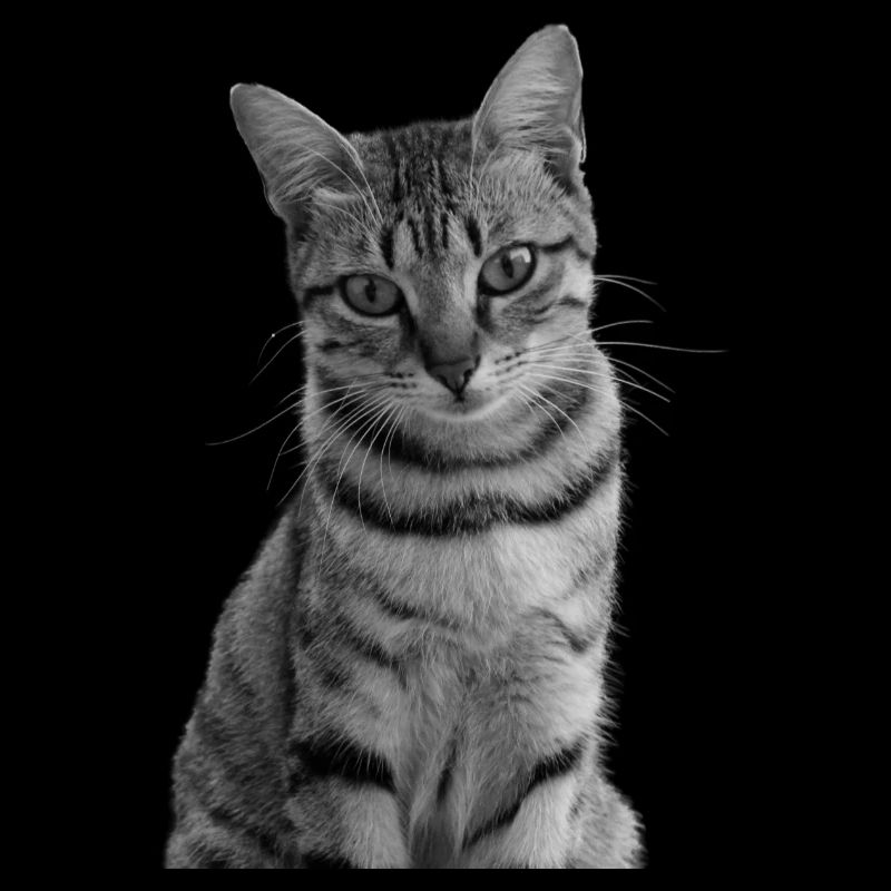 Chat blanc-noir Chat noir et blanc