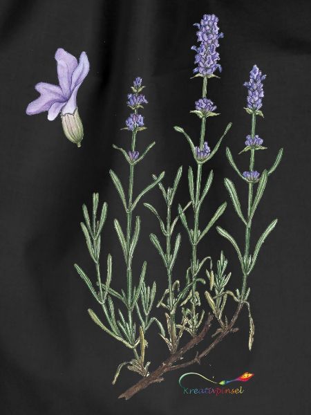 lavender
