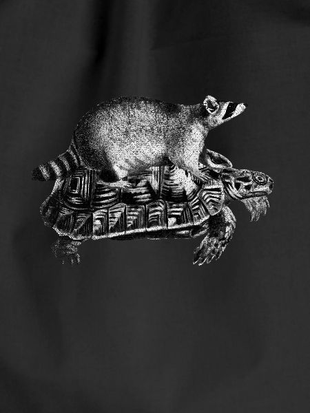 racoon