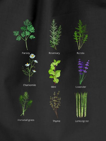 Plant nursery herbs