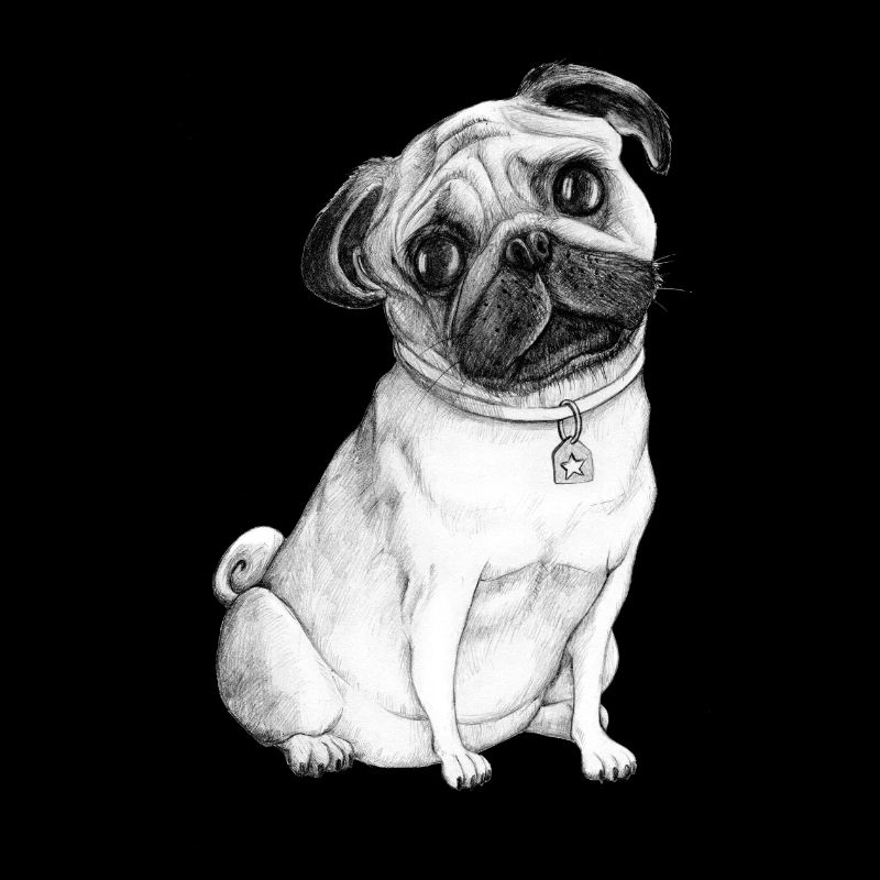 Pug Dog