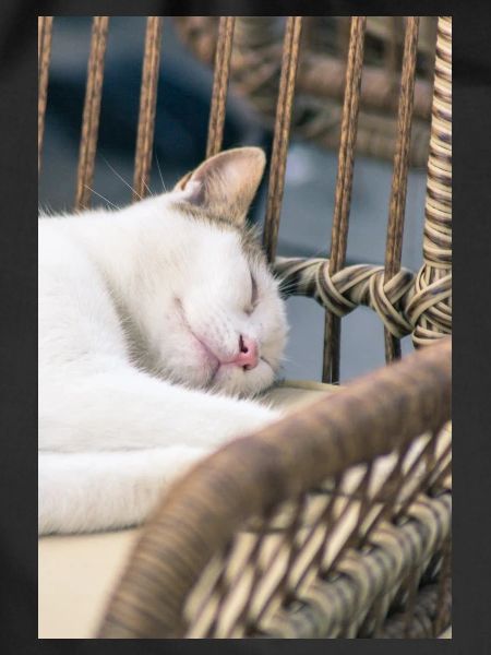 Sleeping Cat