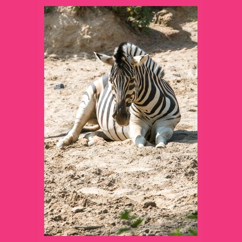 Zebra (auf Deutsch Zebra oder Zebras) Hippotigris