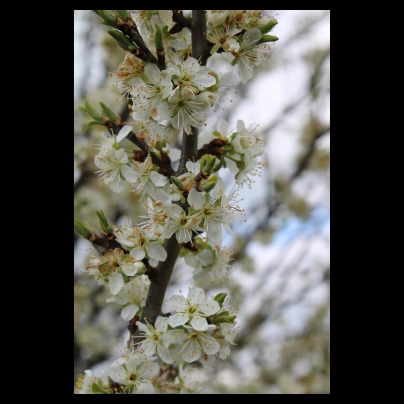 Blühender Baum (Pflaumenbaum)