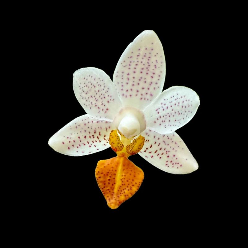 Orchideenblüte Phalaenopsis MiniMark Orchidee