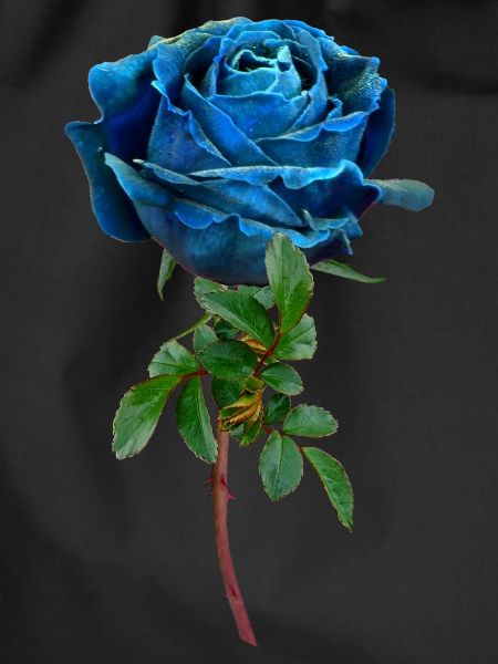 Blue rose