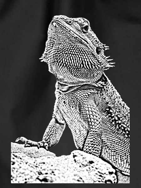 Bearded dragon the lizard