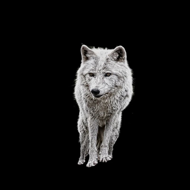 Gray wolf logo