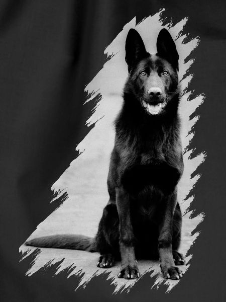 German shepherd