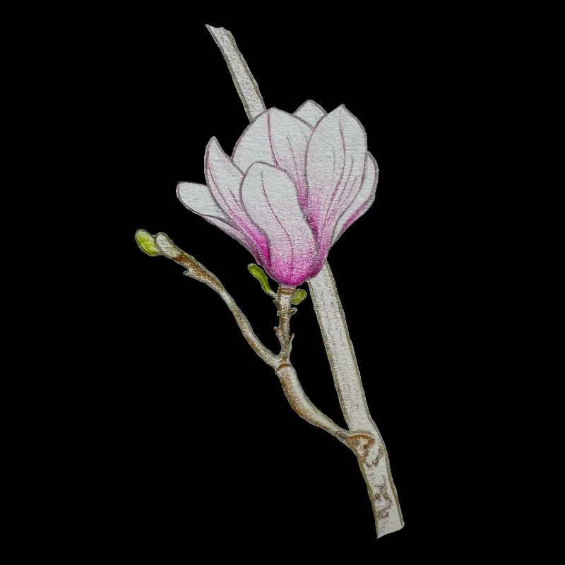 Pink Magnolia