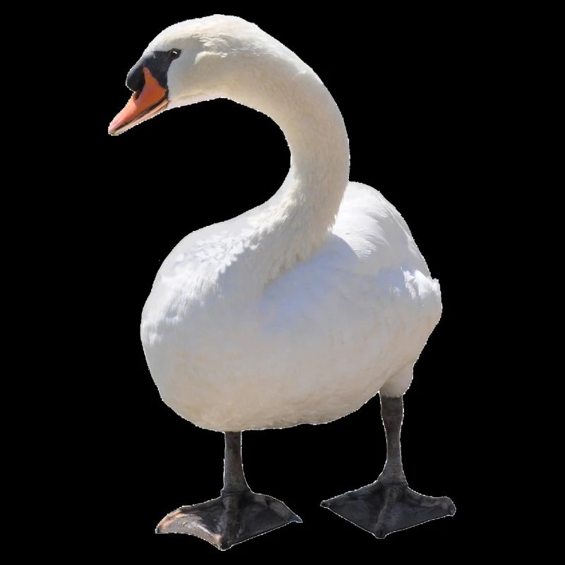 Cygne
