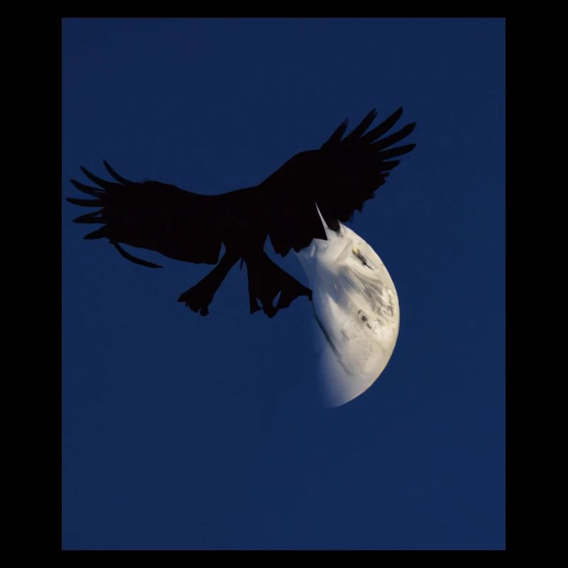 Goth Ästhetischer Schatten Eines Raubvogels