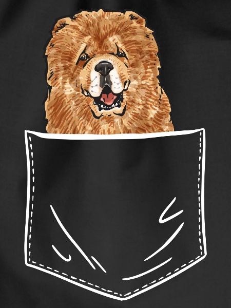 Chow Chow Dog