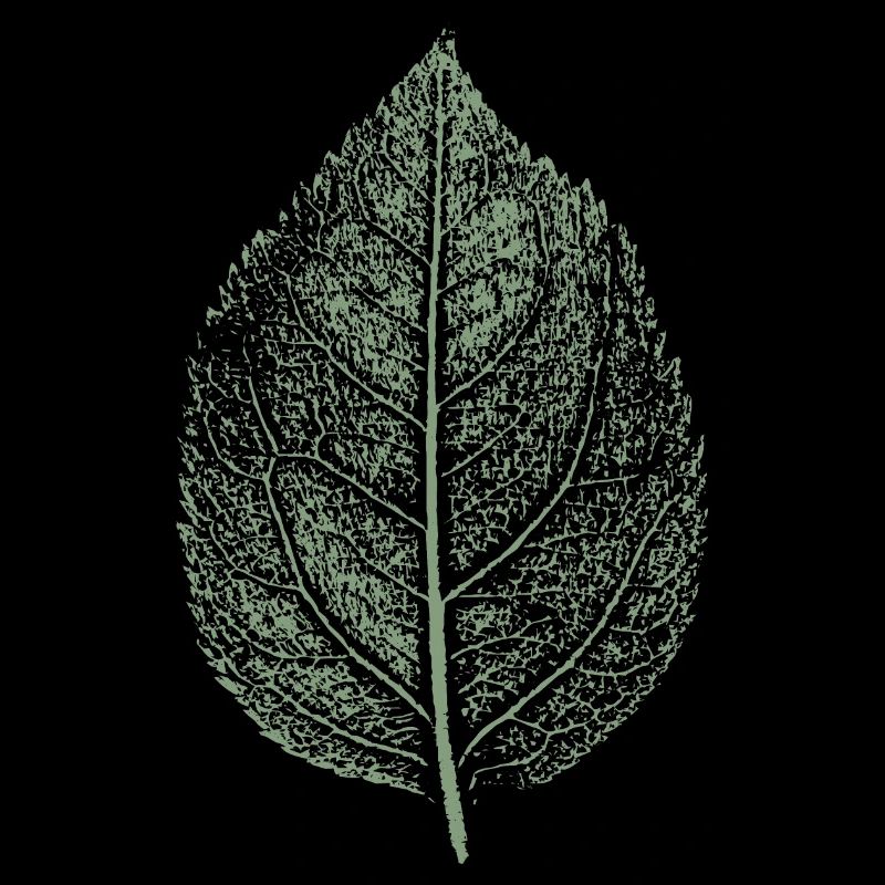 Leaf apple / apple tree