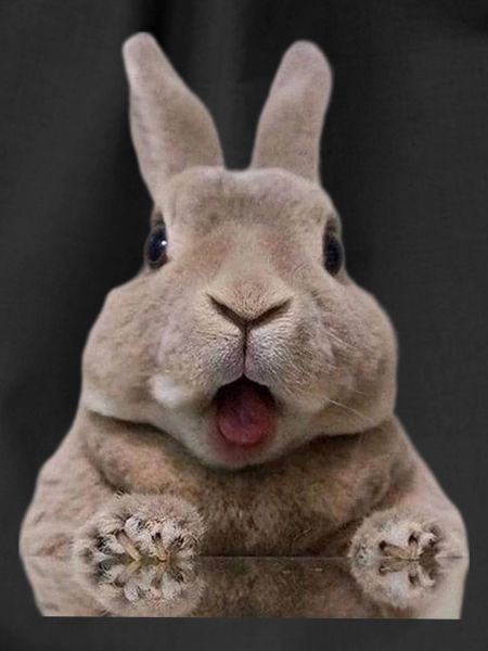 Rabbit