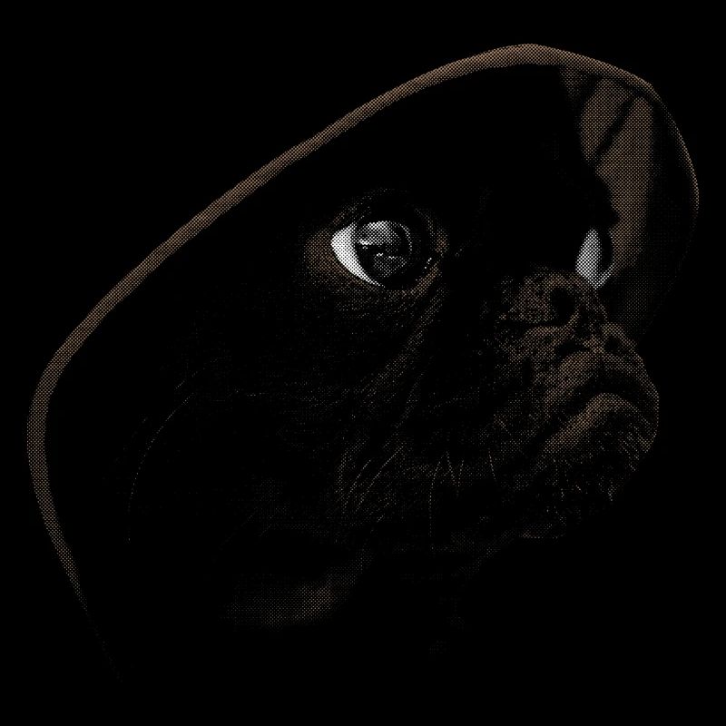Pug with cap