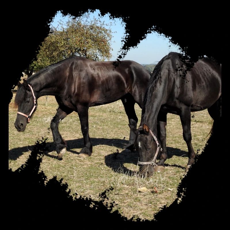 Two horses while grazing in the paddock