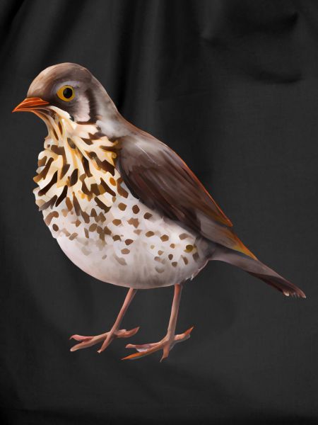 Thrush bird