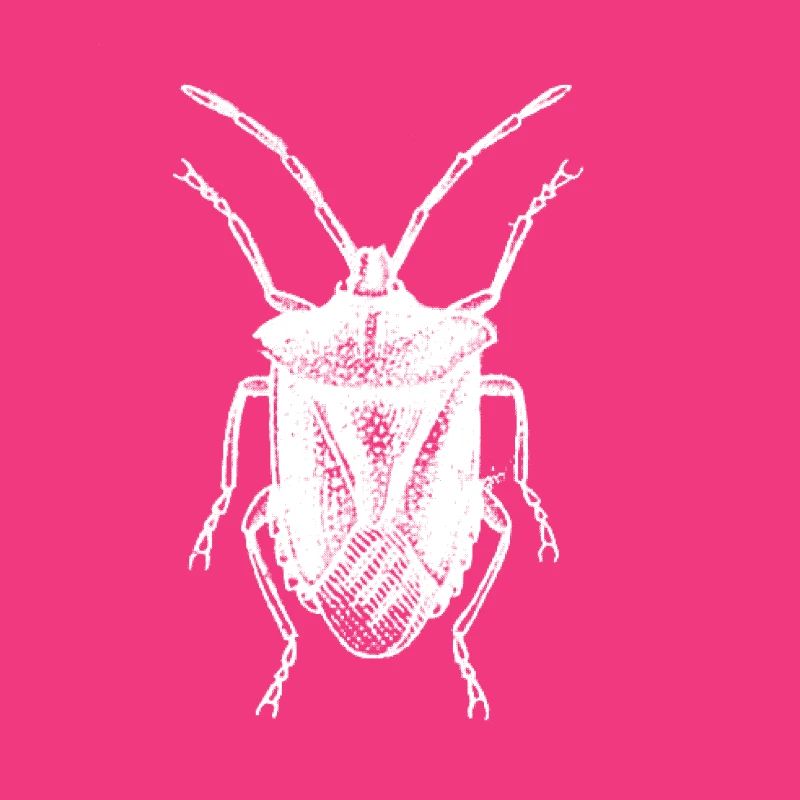 Bug