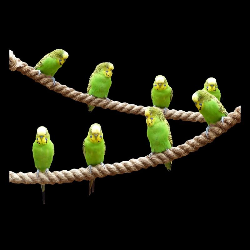 wellensttiche oiseaux perruche voegel