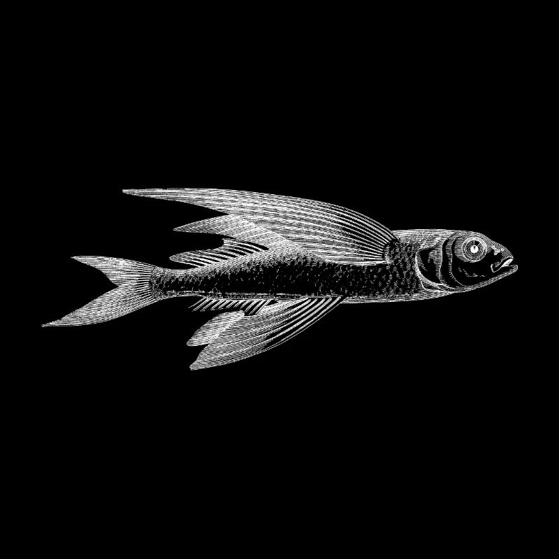 A flying fish