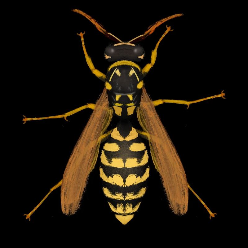 wasp