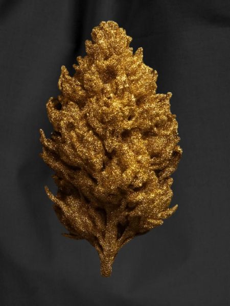 Goldener Bud
