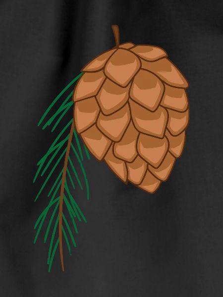 fir cone