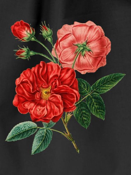 Roses Plant