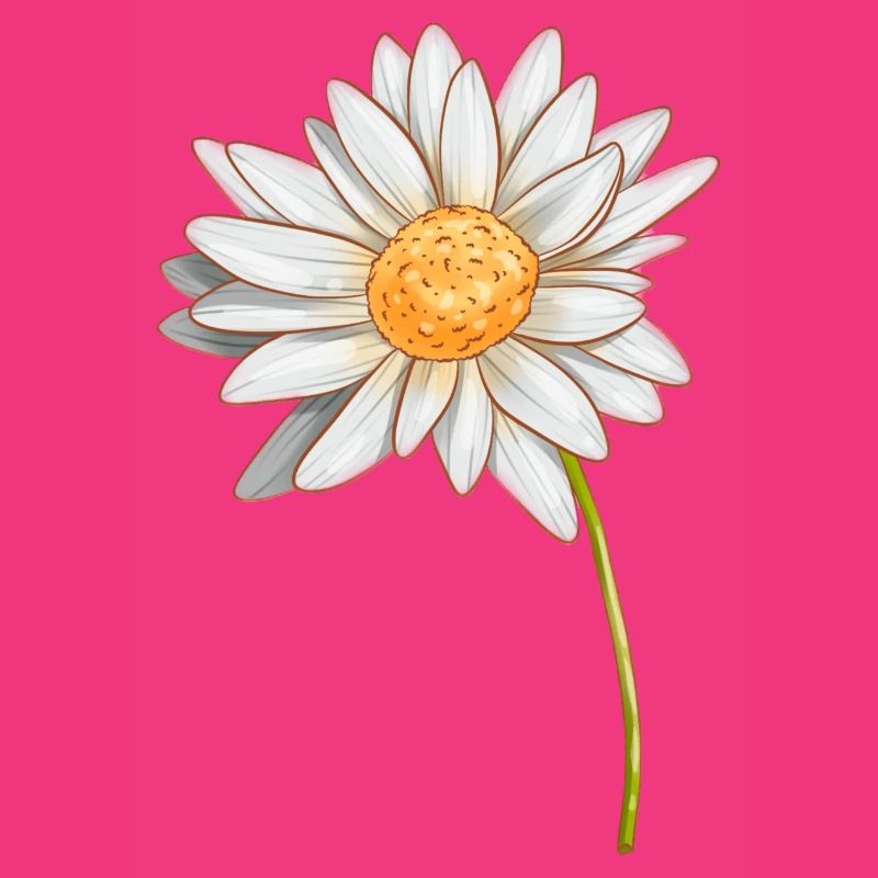 Gänseblümchen