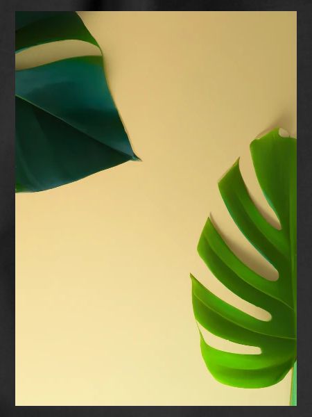 Monstera-Blätter