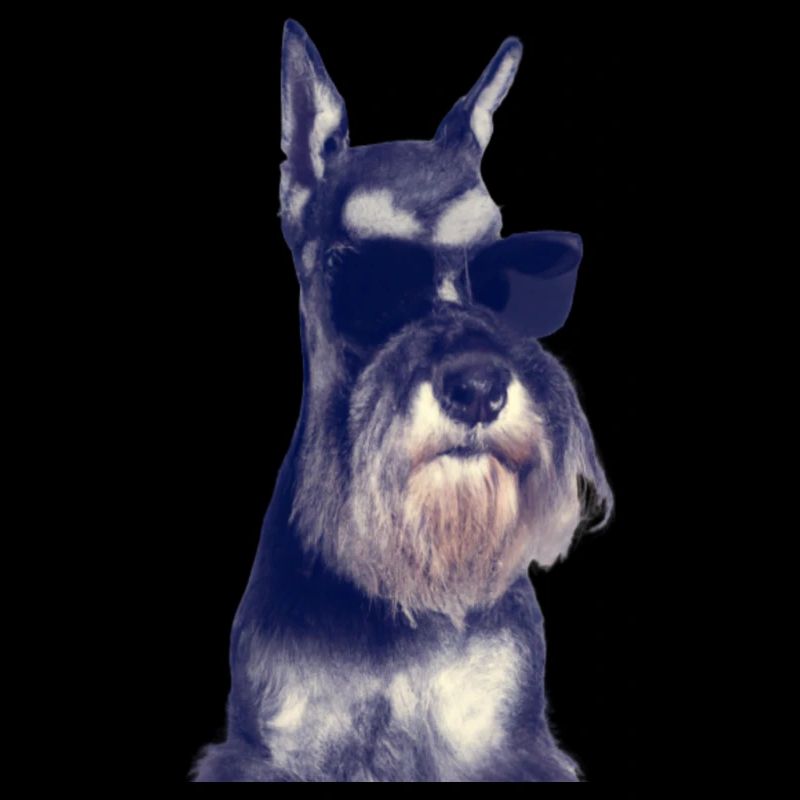 Miniature Schnauzer