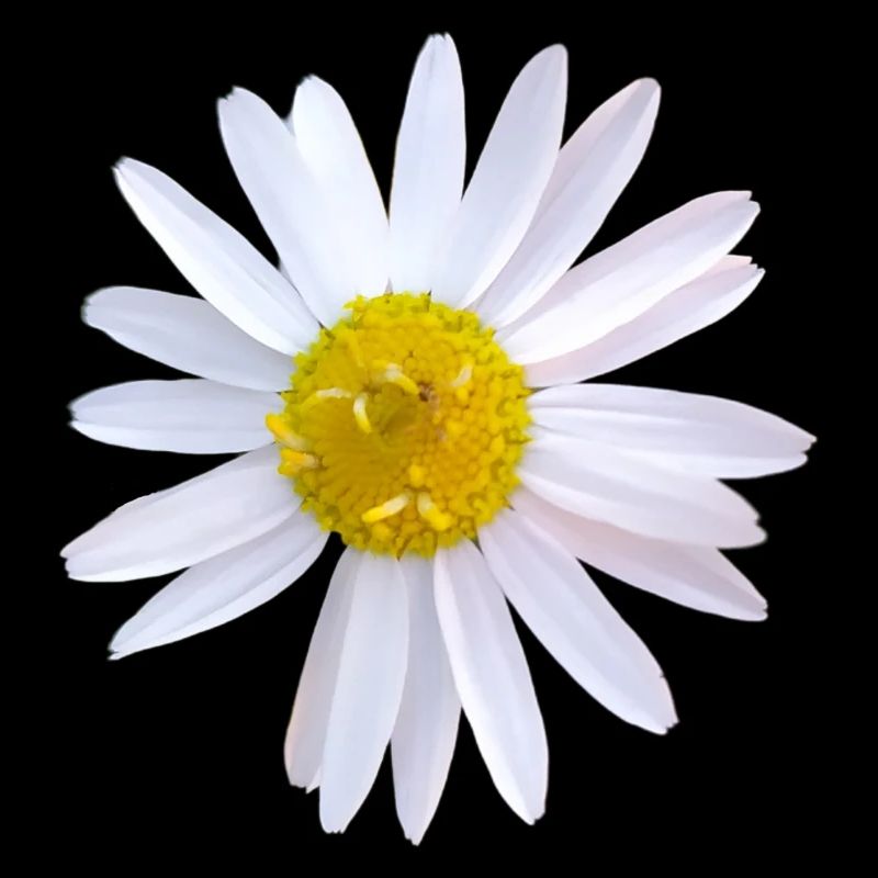 Gänseblümchen