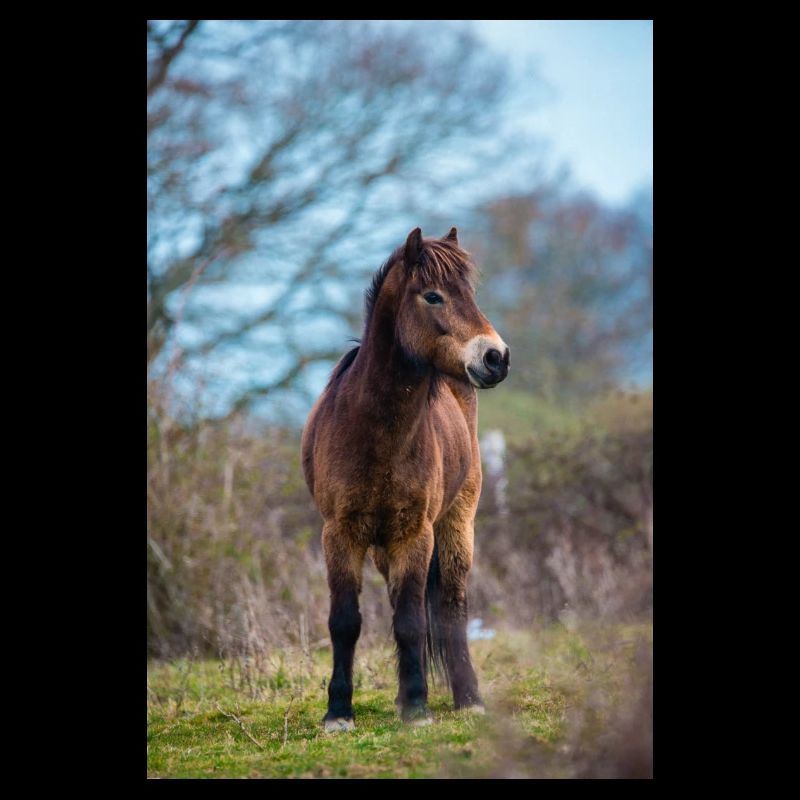 pony exmoor