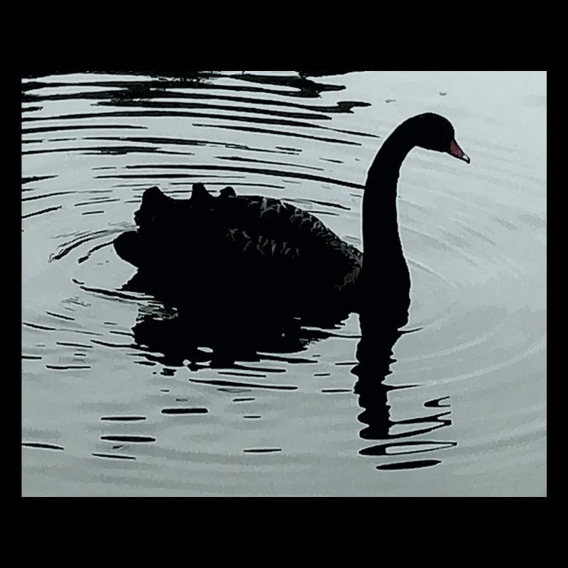 Black Swan
