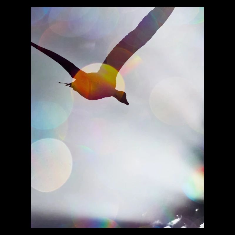 Vogel in Flug 2