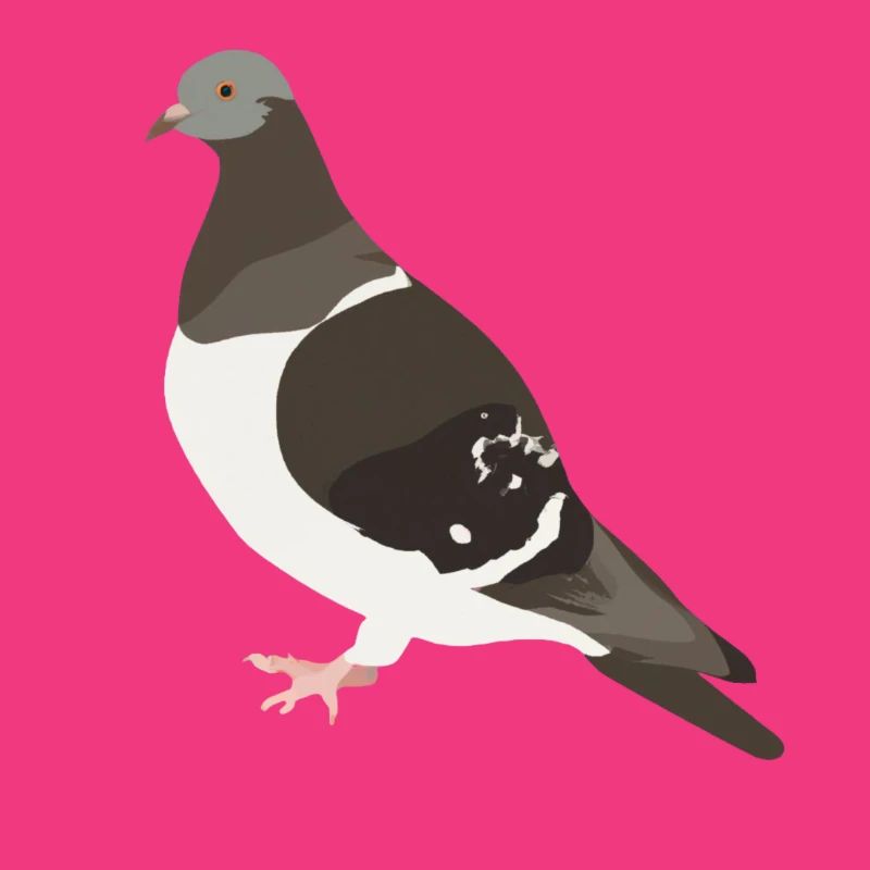 pigeon Illustration