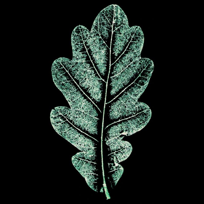 Feuille de chêne - Vert naturel clair - Feuille/ Chêne/ Arbre