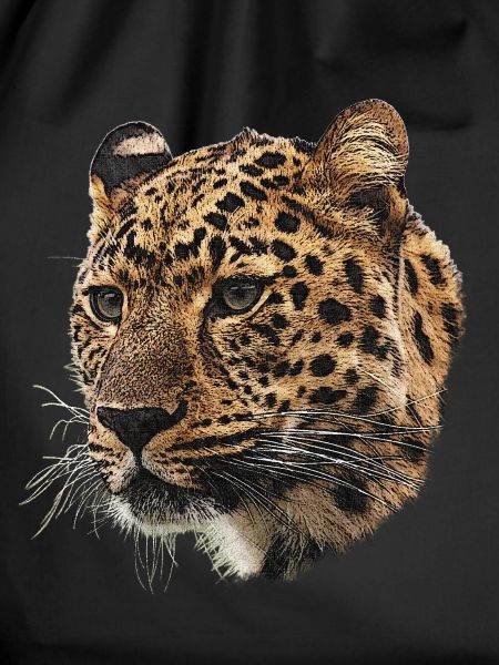 Cheetah head close-up
