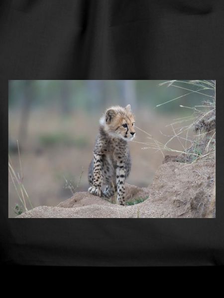 Young cheetah